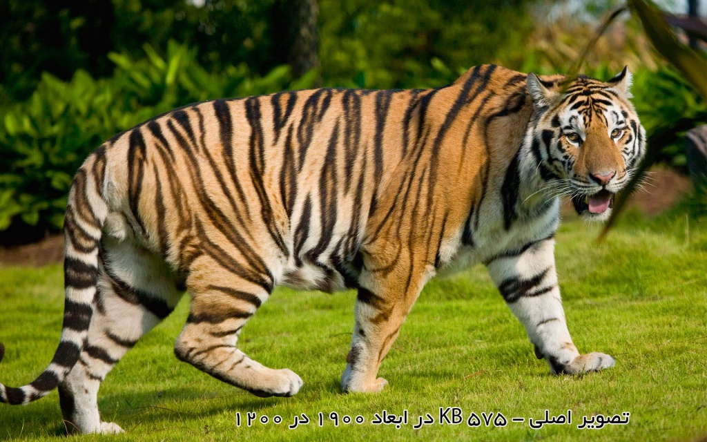 تصویر اصلی پر حجم